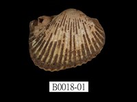 藏品(舵毛蚶)的圖片